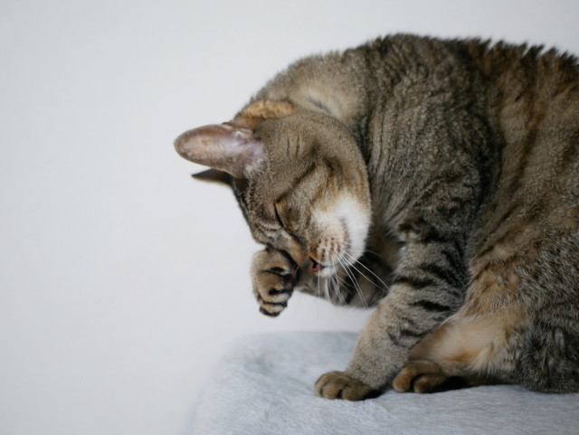 顔を洗う猫