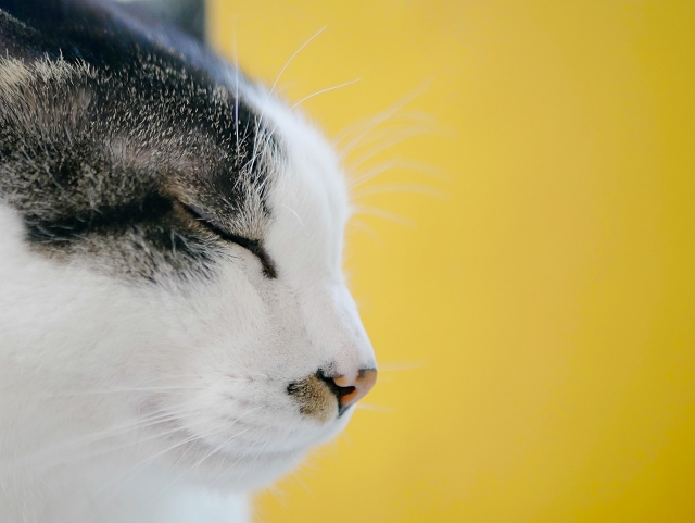 猫の鼻