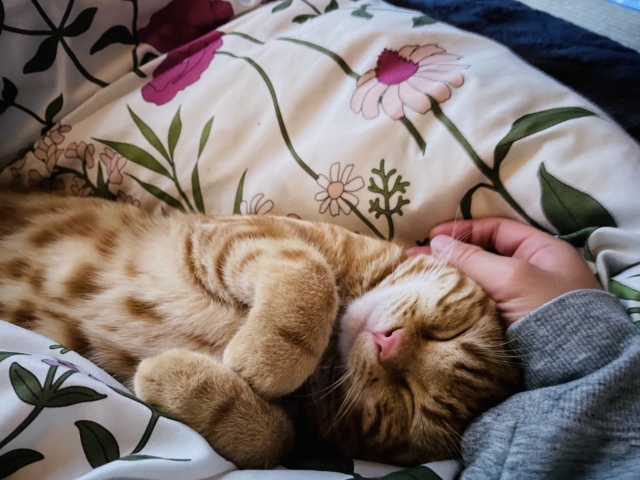 甘えてへそ天する猫