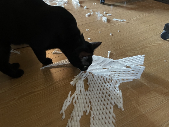 攻撃的な猫