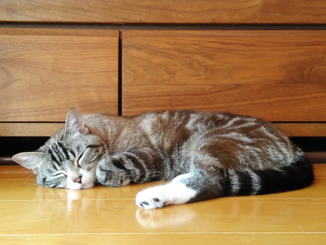 フローリングで寝る猫