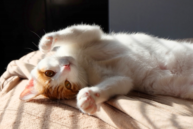 猫の肉球