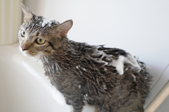 洗われる猫