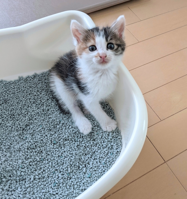 うんちする子猫