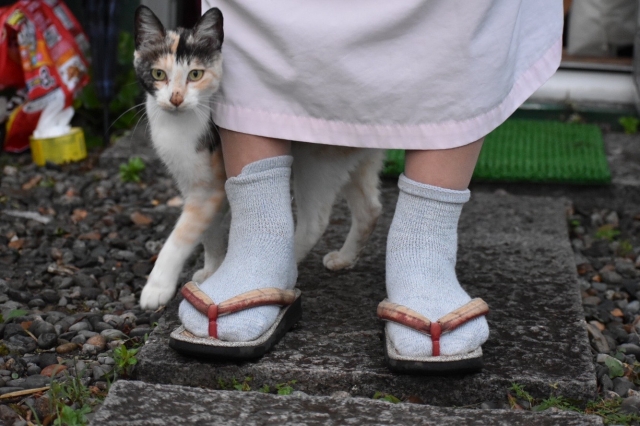猫が足にしっぽを絡ませて鳴いてくる