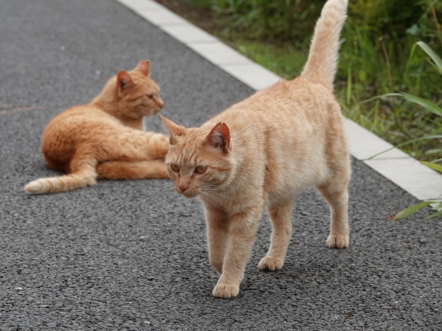 避妊した猫