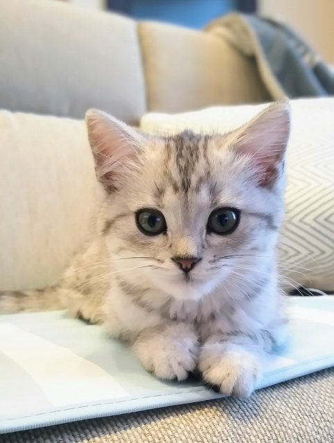 ひんやりマットと猫