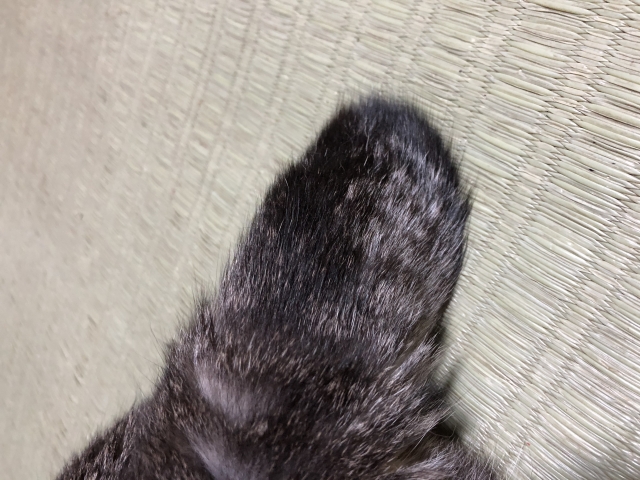 短いしっぽ