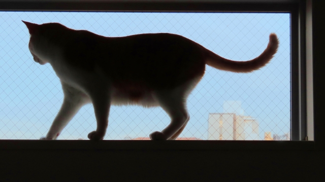 バランスをとる猫