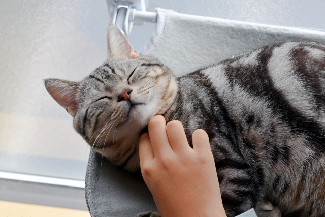 喉を撫でられる猫