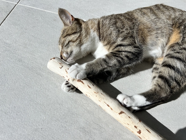猫にまたたび