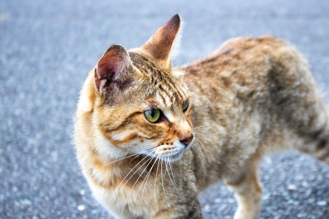 痩せた猫