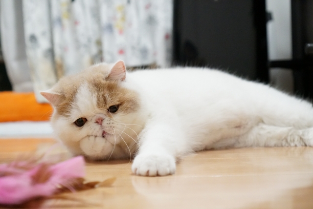 エキゾチックショートヘア