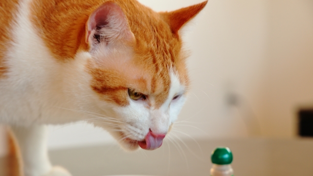 またたびと猫
