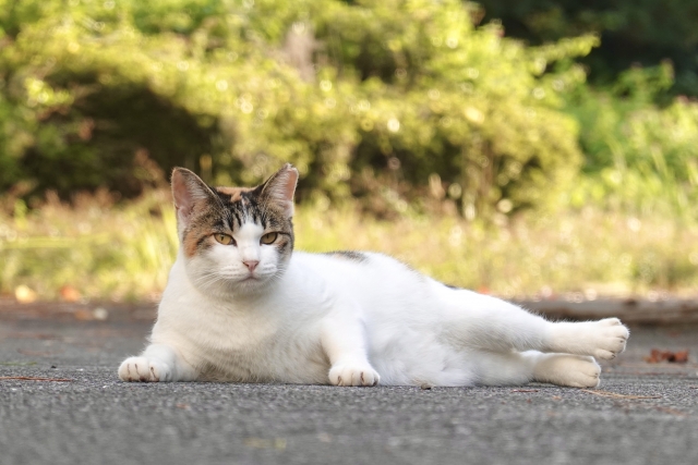 避妊手術した猫