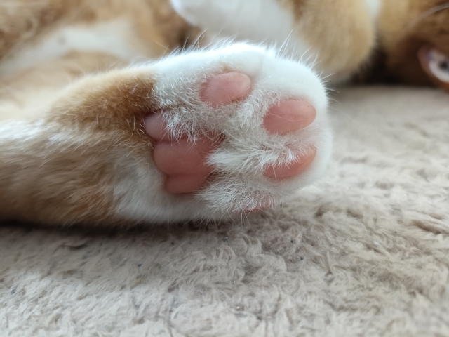 ピンクの肉球