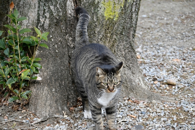 木にマーキングする猫