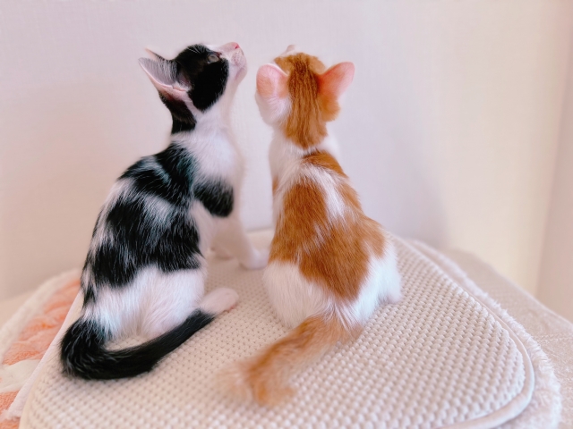 子猫