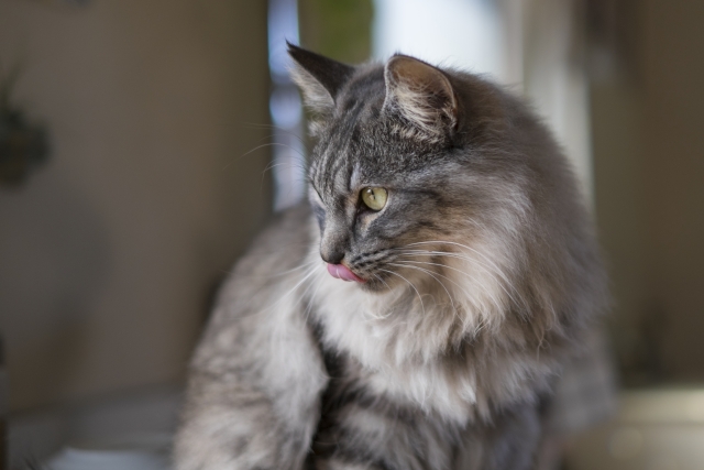 綺麗な猫