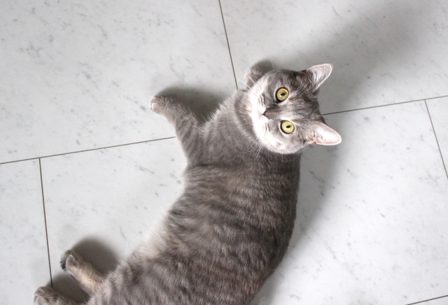 大理石と猫