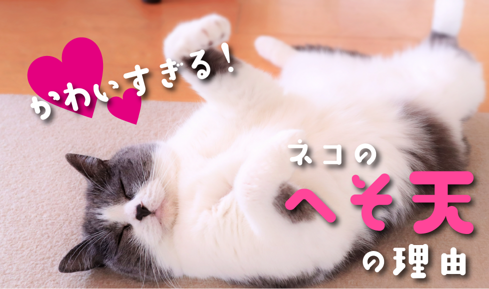 猫のへそ天