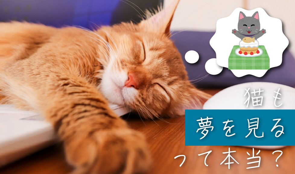 夢を見る猫
