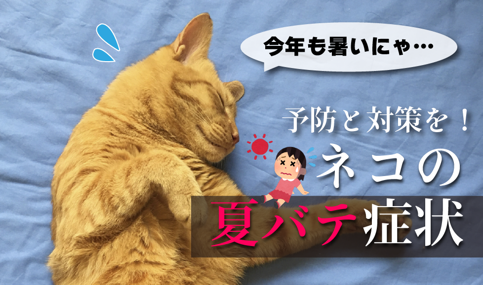 猫の夏バテ