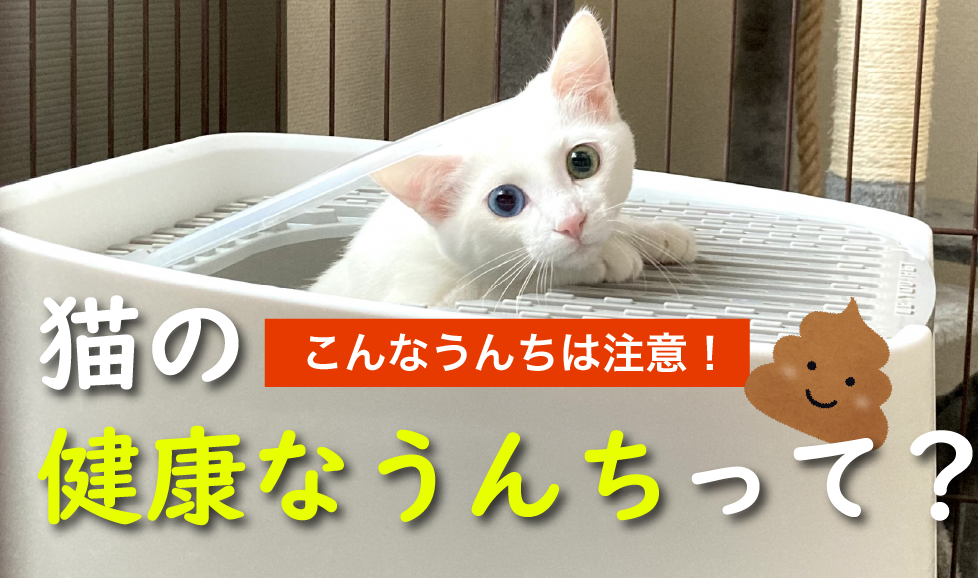 猫の健康なうんち