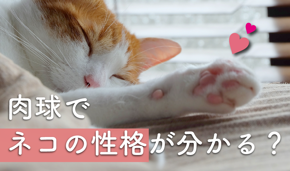 猫の肉球