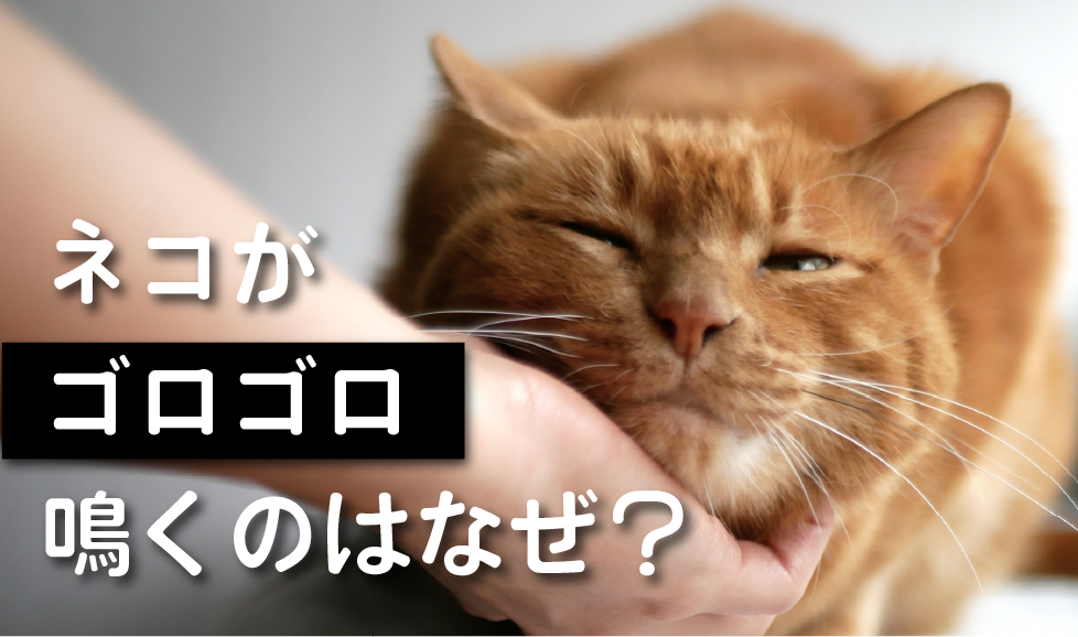 猫のゴロゴロ
