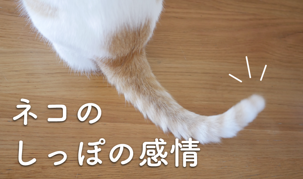 猫の尻尾