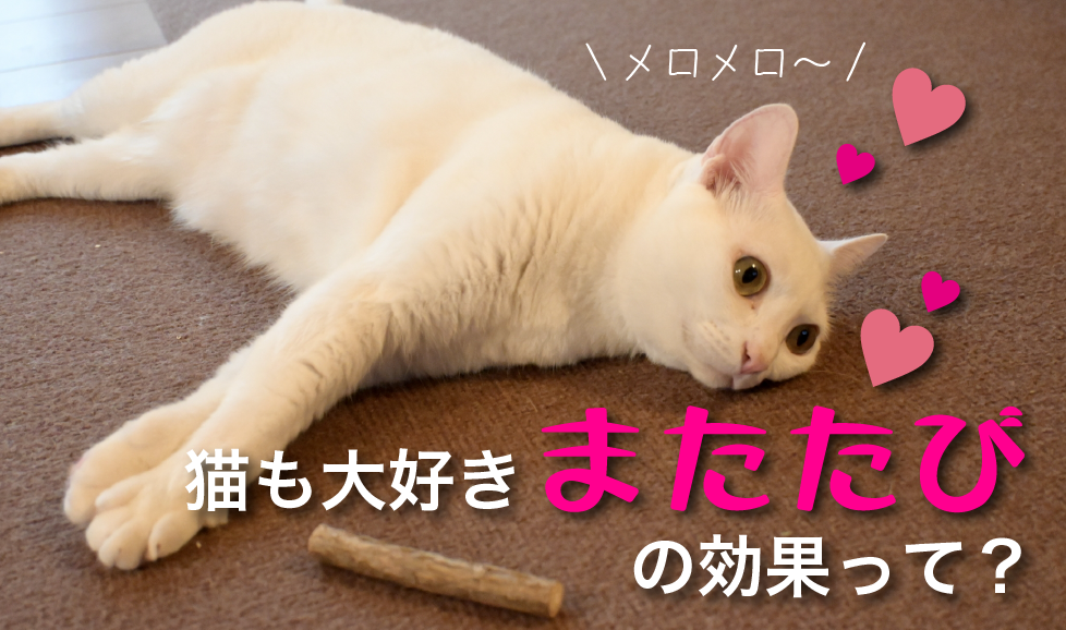猫にまたたび
