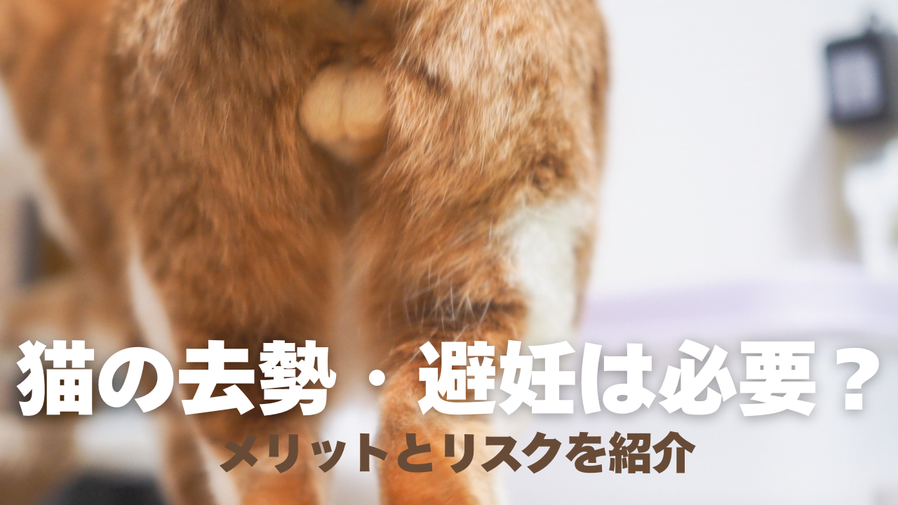 猫の去勢・避妊