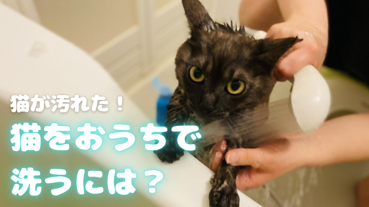 猫をおうちで洗うには