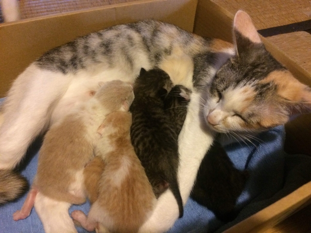 産まれたたくさんの子猫