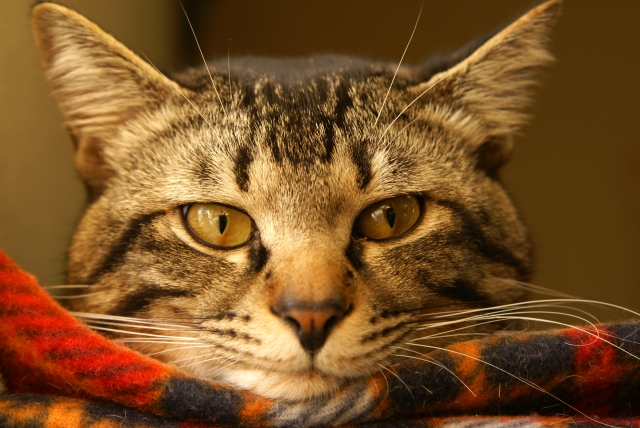 女の心は猫の目