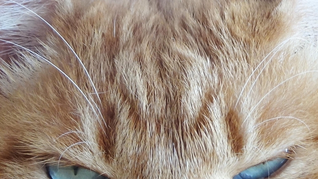 猫の額