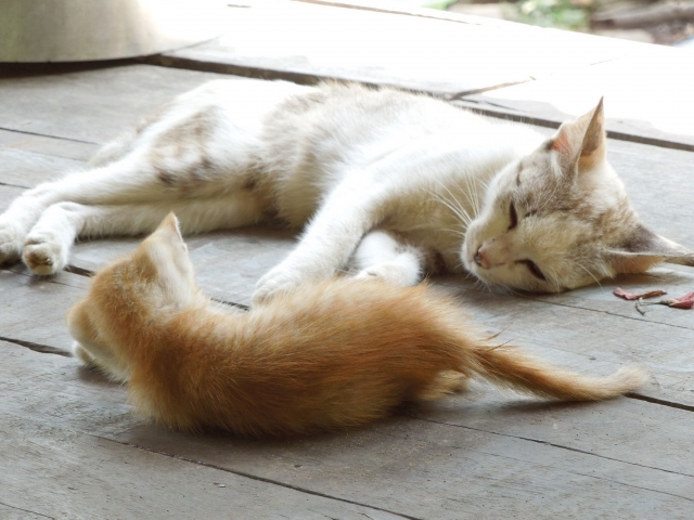 母猫