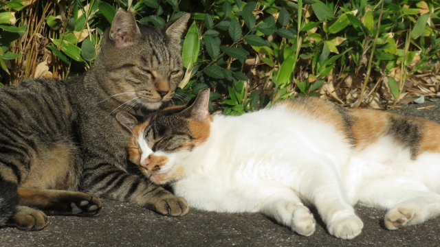 猫の恋愛