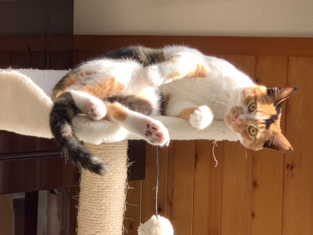 キャットタワーの猫