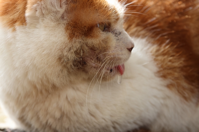 猫の涎