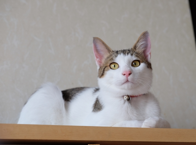 誰が猫に鈴をつけるというのか