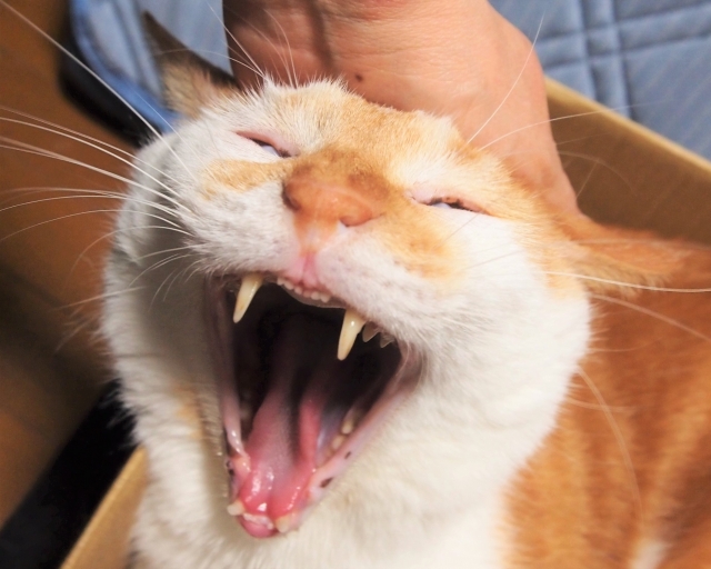猫の歯