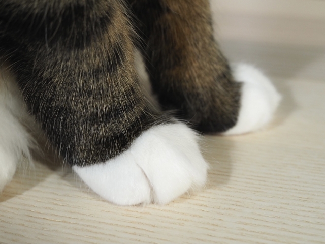 上手の猫が爪を隠す