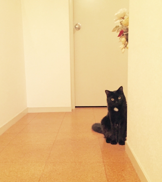 狩りてきた猫
