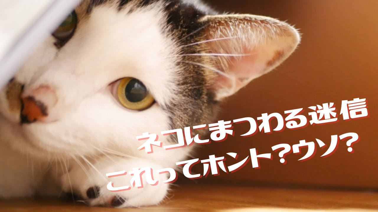 ネコにまつわる迷信