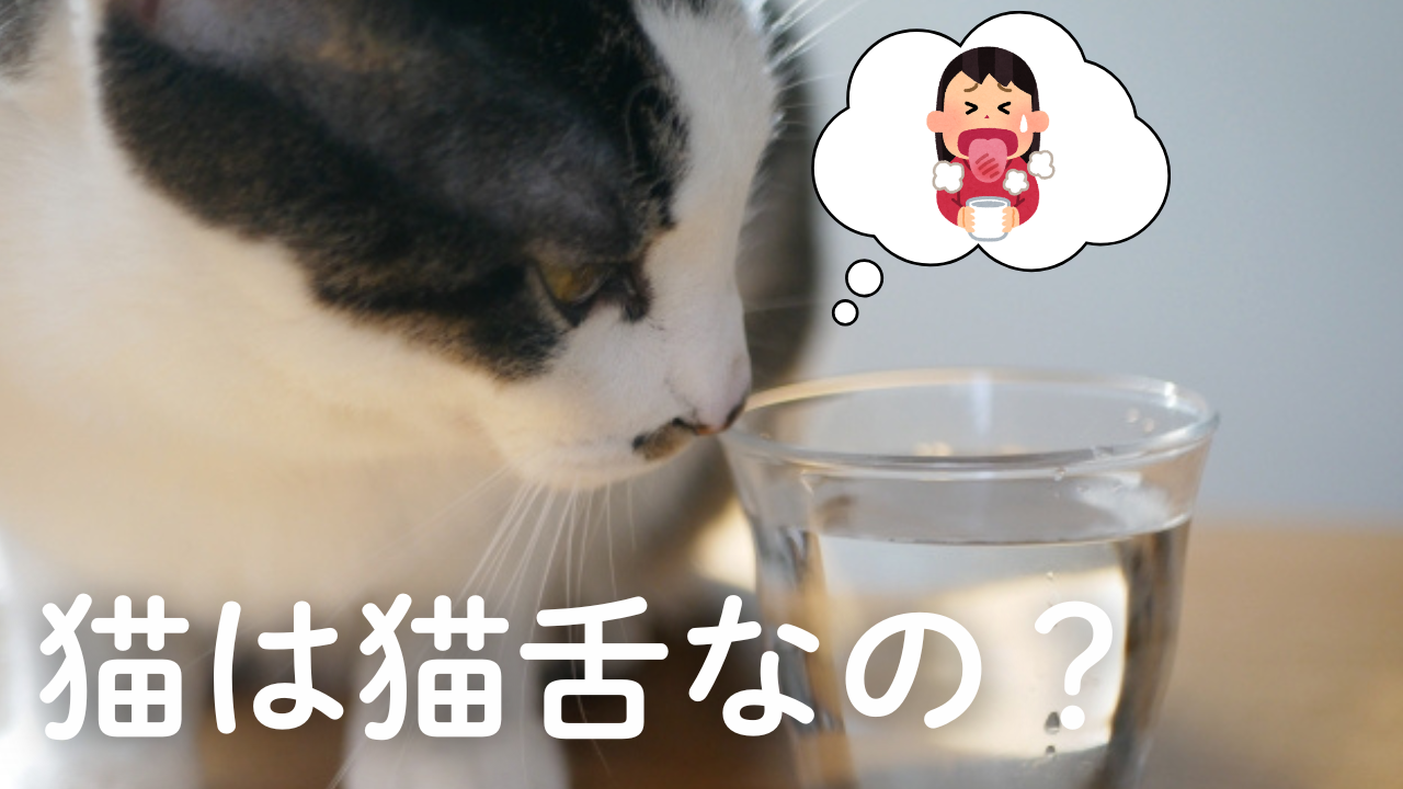 【熱いものは苦手?】猫は猫舌なの? | 保護猫Logan