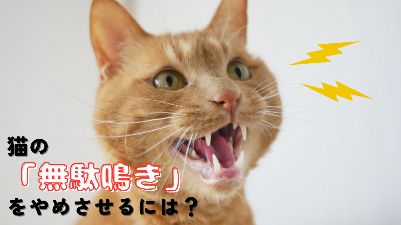 猫の無駄鳴き