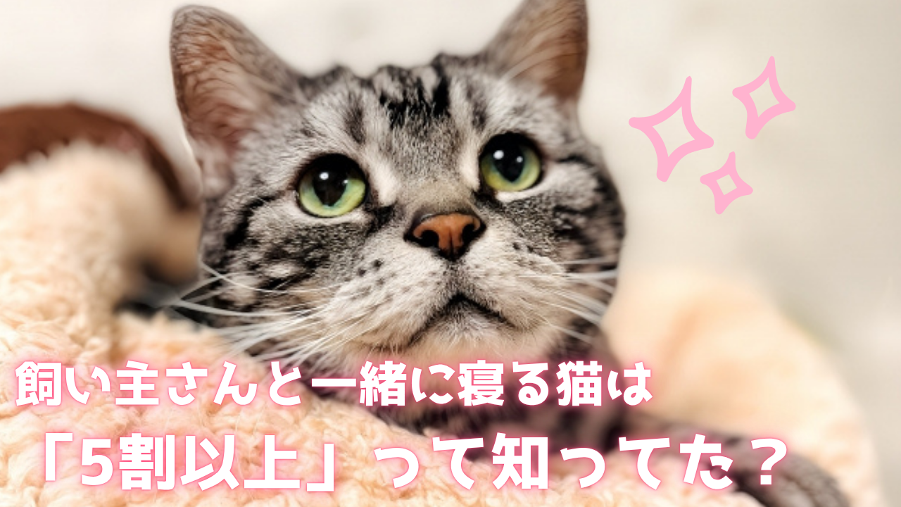 飼い主と一緒に寝る猫は5割
